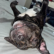 Venus participe au concours pour gagner de l'argent avec cette photo : dog, pet, lying_down, upside_down, bed, indoor, canine, playful, relaxed, ears, fur, brown, white, animal, cute, nose, eyes, whiskers, home, funny