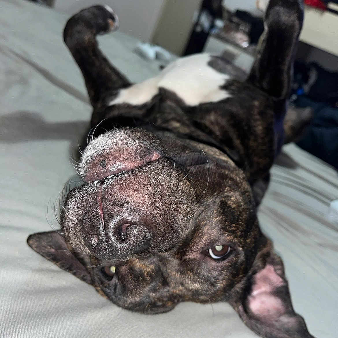 Venus participe au concours pour gagner de l'argent avec cette photo : dog, pet, lying_down, upside_down, bed, indoor, canine, playful, relaxed, ears, fur, brown, white, animal, cute, nose, eyes, whiskers, home, funny