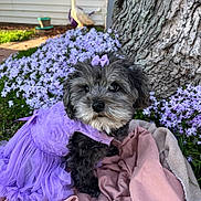 Suzie is registered to the contest to win money with this photo: dog, puppy, purple_dress, bow, flower_bed, tree_trunk, blanket, outdoor, grass, pet, cute, small_dog, fur, nature, garden, animal, portrait, sitting, decorative, adorable