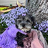dog, puppy, purple_dress, bow, flower_bed, tree_trunk, blanket, outdoor, grass, pet, cute, small_dog, fur, nature, garden, animal, portrait, sitting, decorative, adorable