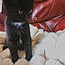 animal, black_cat, cat, cozy, curious, cute, domestic_cat, feline, fluffy_blanket, fur, indoor, kitten, pet, red_leather_couch, resting, side_view, small_animal, soft_texture, white_patch, young_cat