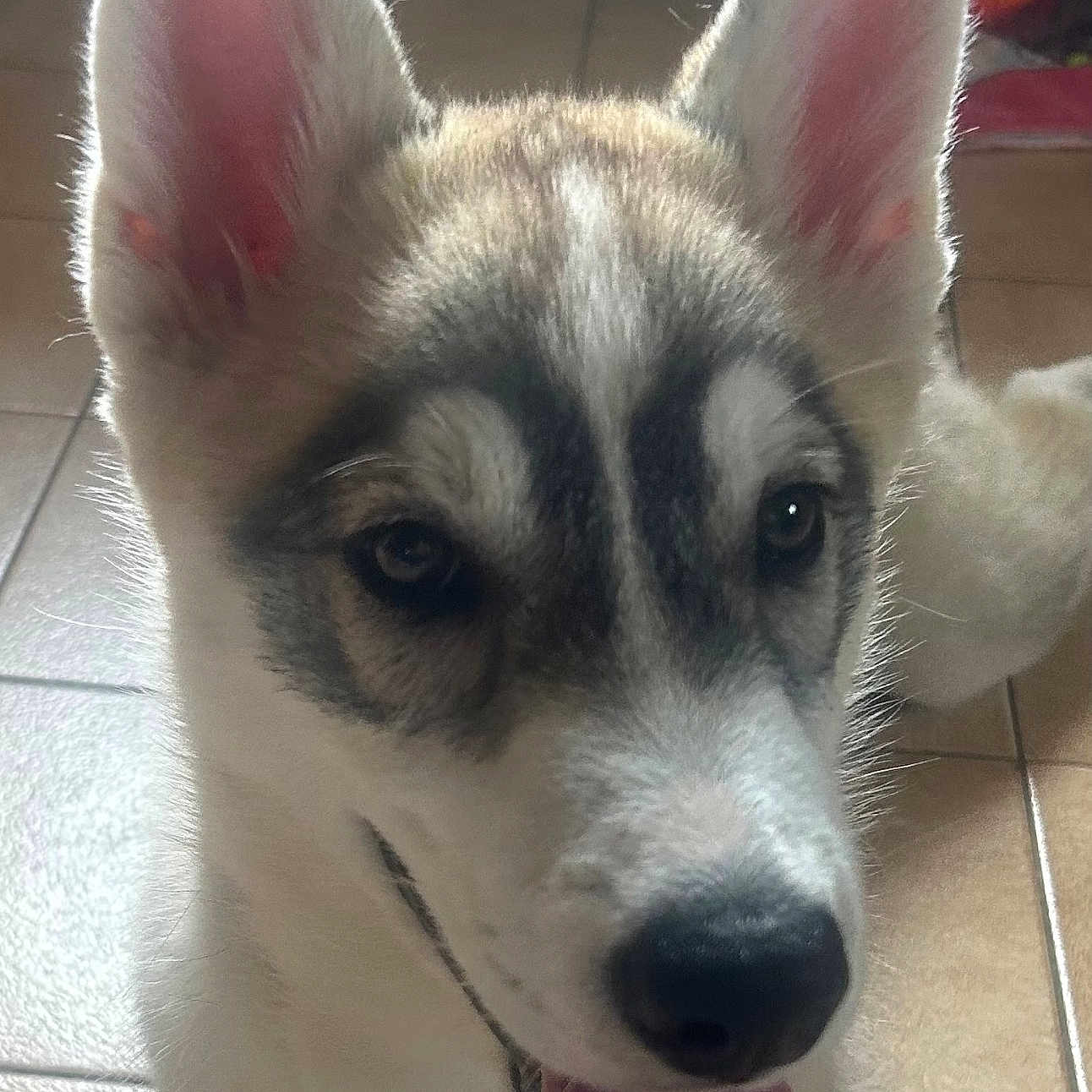 Bosko