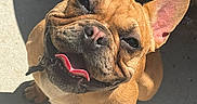 King is registered to the contest to win money with this photo: dog, french_bulldog, canine, pet, outdoor, sunlight, happy, tongue_out, brown_fur, ears_up, concrete, shadow, closeup, smiling, animal, companion, cute, friendly, small_dog, looking_up