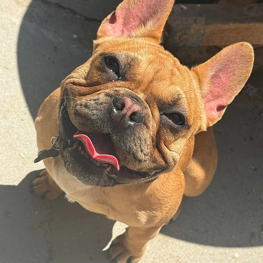 King is registered to the contest to win money with this photo: dog, french_bulldog, canine, pet, outdoor, sunlight, happy, tongue_out, brown_fur, ears_up, concrete, shadow, closeup, smiling, animal, companion, cute, friendly, small_dog, looking_up