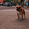King joined the competition — help win amazing prizes! dog, sidewalk, urban, leash, tree, car, street, building, autumn, leaf, daytime, pet, brown, canine, city, road, parking, outdoor, animal, walking