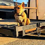 King is registered to the contest to win money with this photo: dog, french_bulldog, animal, pet, outdoor, sunlight, metal, trailer, vehicle, rust, collar, tag, shadow, daytime, blue_sky, blurred_background, sitting, alert, ears_up, closeup