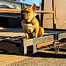 dog, french_bulldog, animal, pet, outdoor, sunlight, metal, trailer, vehicle, rust, collar, tag, shadow, daytime, blue_sky, blurred_background, sitting, alert, ears_up, closeup
