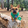 King is registered to the contest to win money with this photo: dog, french_bulldog, outdoor, forest, log, green_jacket, pet, animal, nature, park, tree, canine, brown_dog, playing, companion, wood, cute, small_dog, two_dogs, daylight