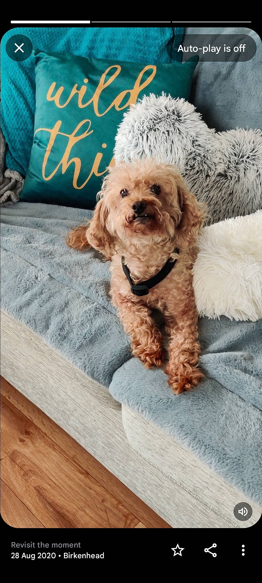 Charles is registered to the contest to win money with this photo: carnivore, comfort, companion_dog, dog, dog_breed, dog_supply, hardwood, labradoodle, pillow, plank, poodle, puppy_love, rectangle, shih_poo, sporting_group, terrier, toy_dog, water_dog, wood, wood_stain