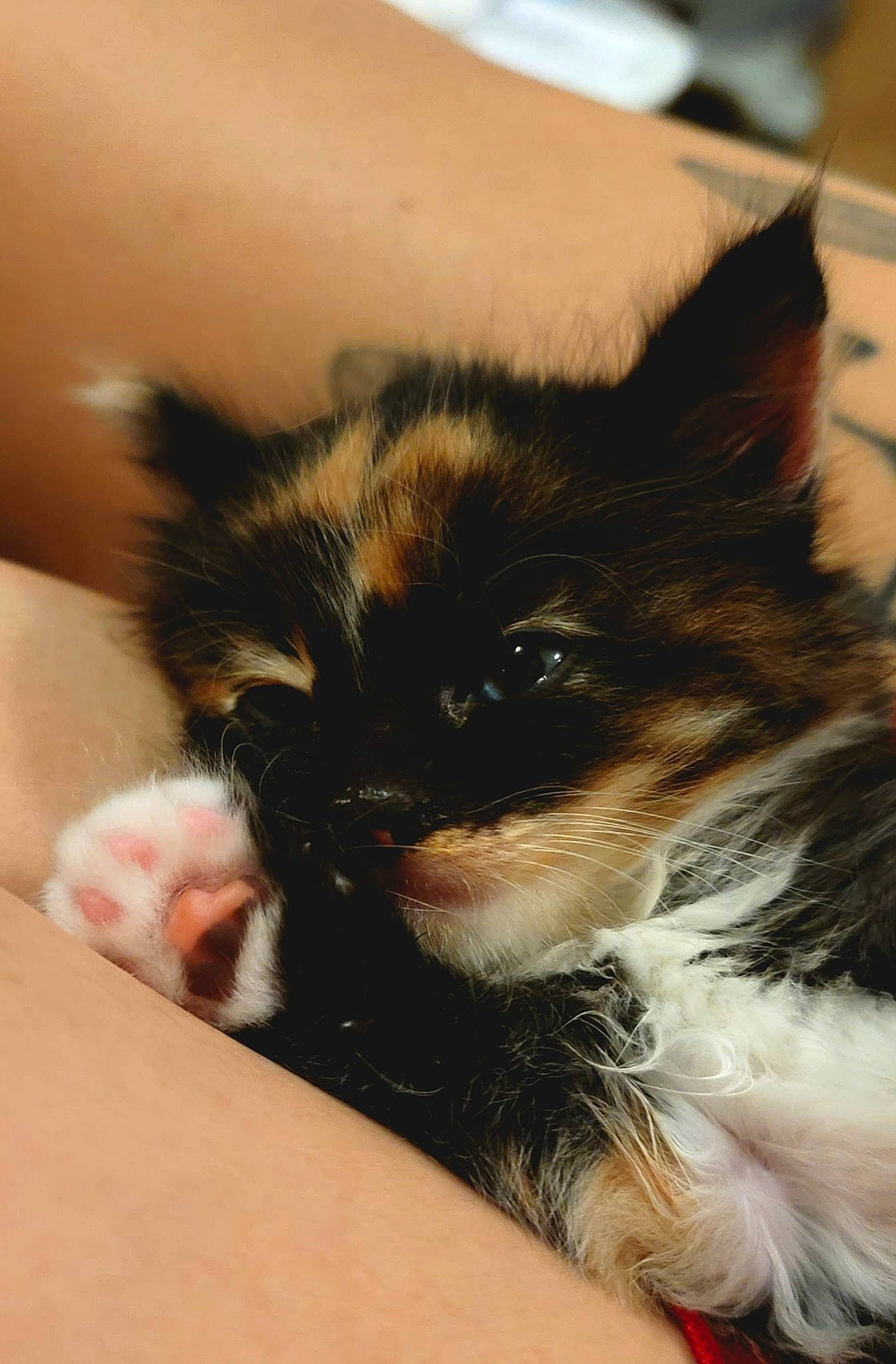 Gaia joined the competition — help win amazing prizes! canidae, carnivore, cat, claw, comfort, companion_dog, dog_breed, domestic_short_haired_cat, fawn, felidae, foot, fur, human_leg, paw, small_to_medium_sized_cats, snout, tail, terrestrial_animal, toy_dog, whiskers