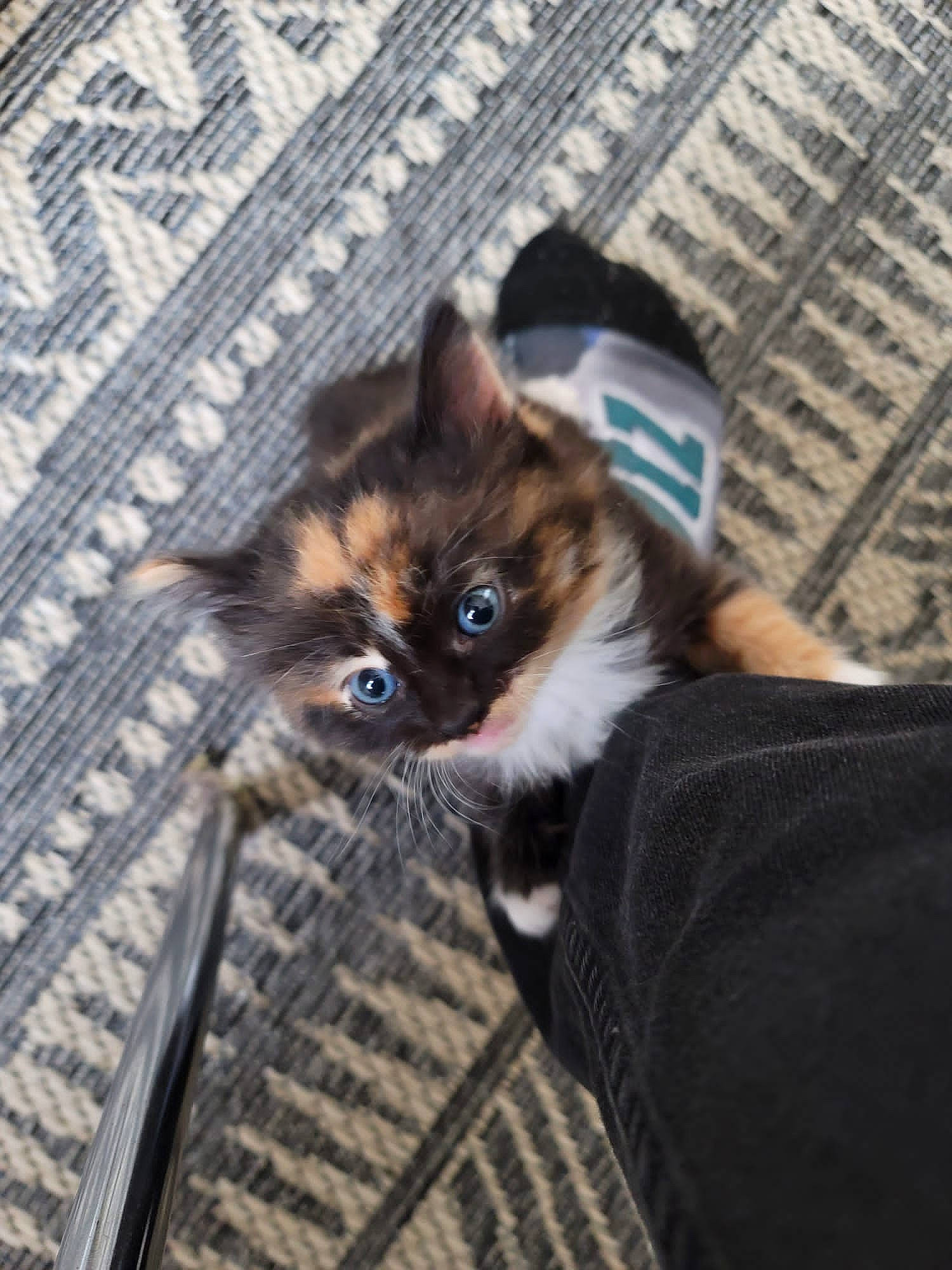 Gaia joined the competition — help win amazing prizes! carnivore, cat, companion_dog, domestic_short_haired_cat, fawn, felidae, flooring, fur, mammal, pattern, sitting, small_to_medium_sized_cats, snout, tail, vertebrate, whiskers, wood