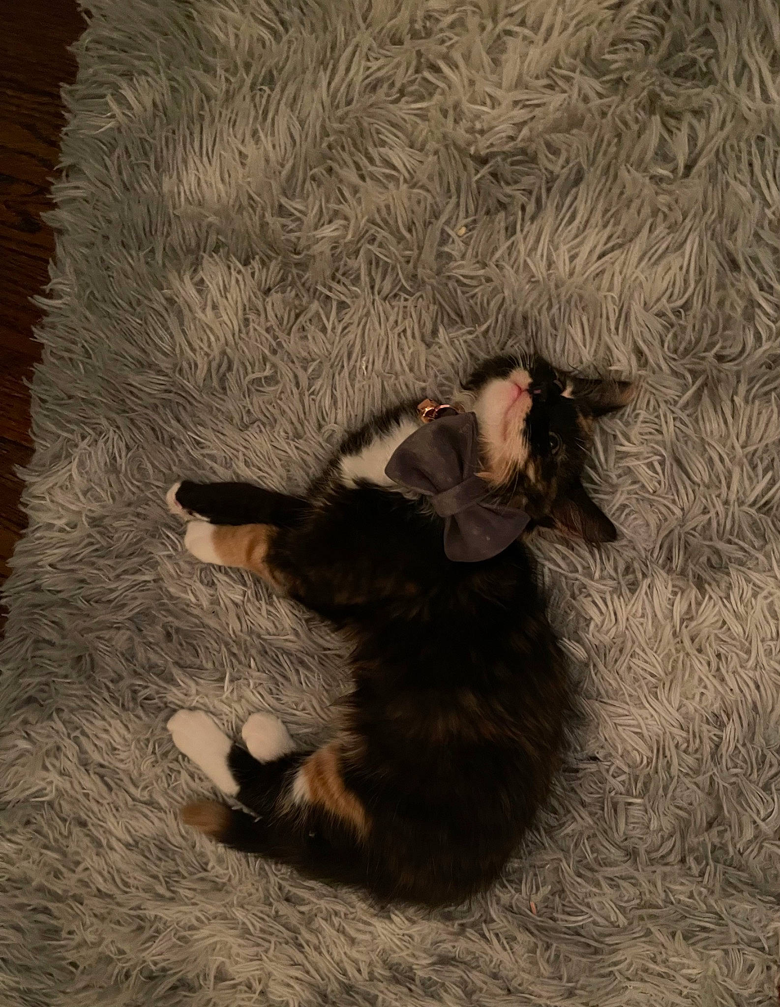 Gaia is registered to the contest to win money with this photo: art, canidae, carnivore, comfort, dog_breed, fawn, felidae, flooring, foot, fur, gesture, grass, human_leg, paw, sand, sporting_group, tail, tints_and_shades, tree, wood