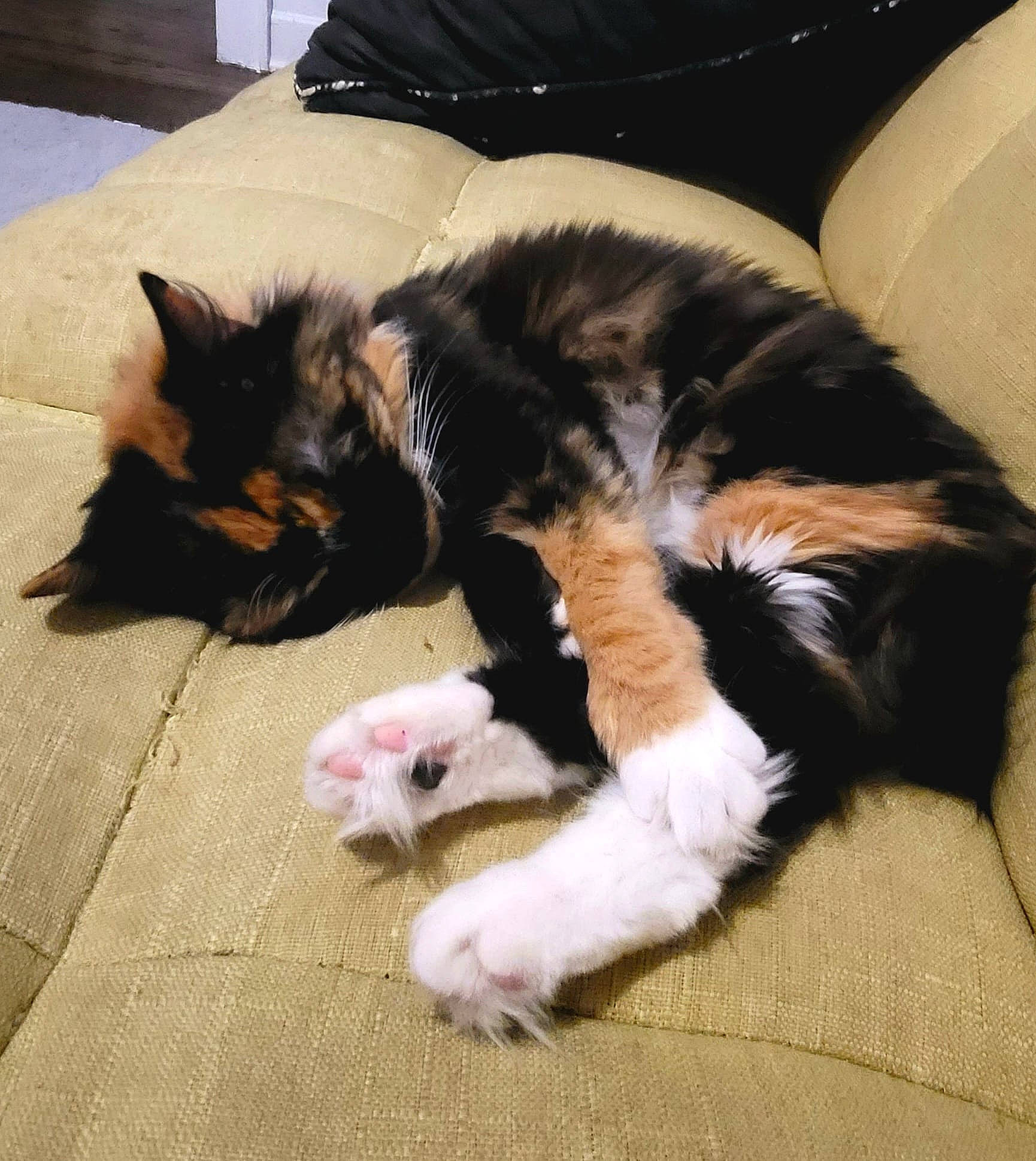 Gaia joined the competition — help win amazing prizes! canidae, carnivore, cat, claw, comfort, companion_dog, dog_breed, domestic_short_haired_cat, felidae, flooring, foot, fur, hardwood, lap, living_room, paw, small_to_medium_sized_cats, snout, tail, whiskers