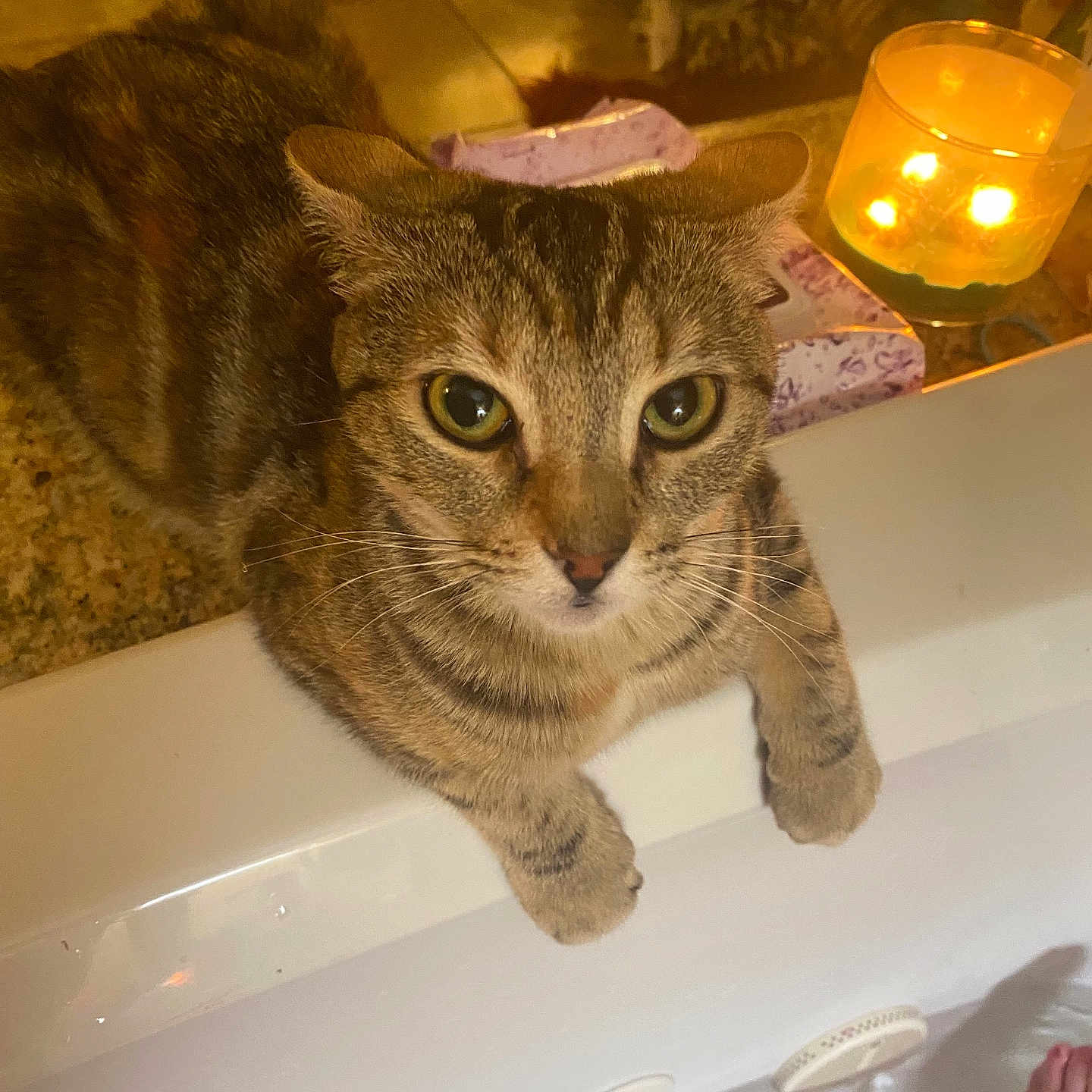Hazel joined the competition — help win amazing prizes! cat, tabby_cat, bathtub, water, candle, indoor, pet, animal, curious, feline, whiskers, closeup, warm_lighting, relaxing, home, floor, tile, paws, looking, cozy