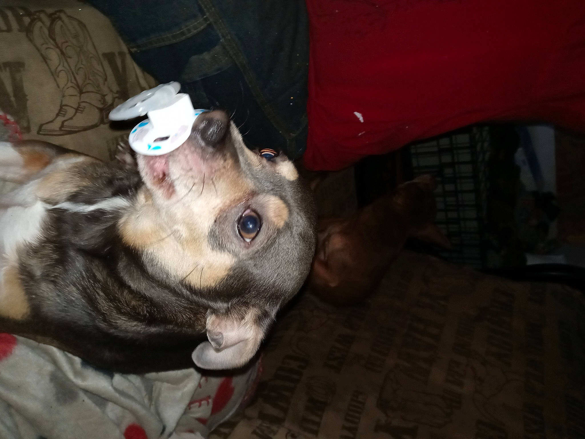 Grover joined the competition — help win amazing prizes! canidae, carnivore, collar, companion_dog, dog, dog_breed, dog_collar, dog_supply, fawn, fur, liver, pet_supply, snout, sporting_group, tongue, vertebrate, whiskers, working_animal, working_dog