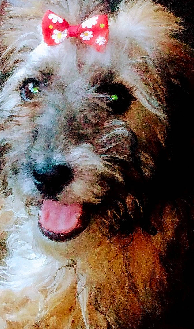 Amity Faith is registered to the contest to win money with this photo: biewer_terrier, carnivore, companion_dog, dog, dog_breed, dog_supply, fang, fur, liver, small_terrier, snout, sporting_group, terrier, toy_dog, water_dog, whiskers, working_animal, yorkipoo