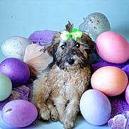 Amity Faith is registered to the contest to win money with this photo: ball, basket, bowl, canidae, carnivore, companion_dog, dog, dog_breed, dog_supply, dog_toy, easter, event, fur, pet_supply, plastic, sporting_group, toy, toy_dog