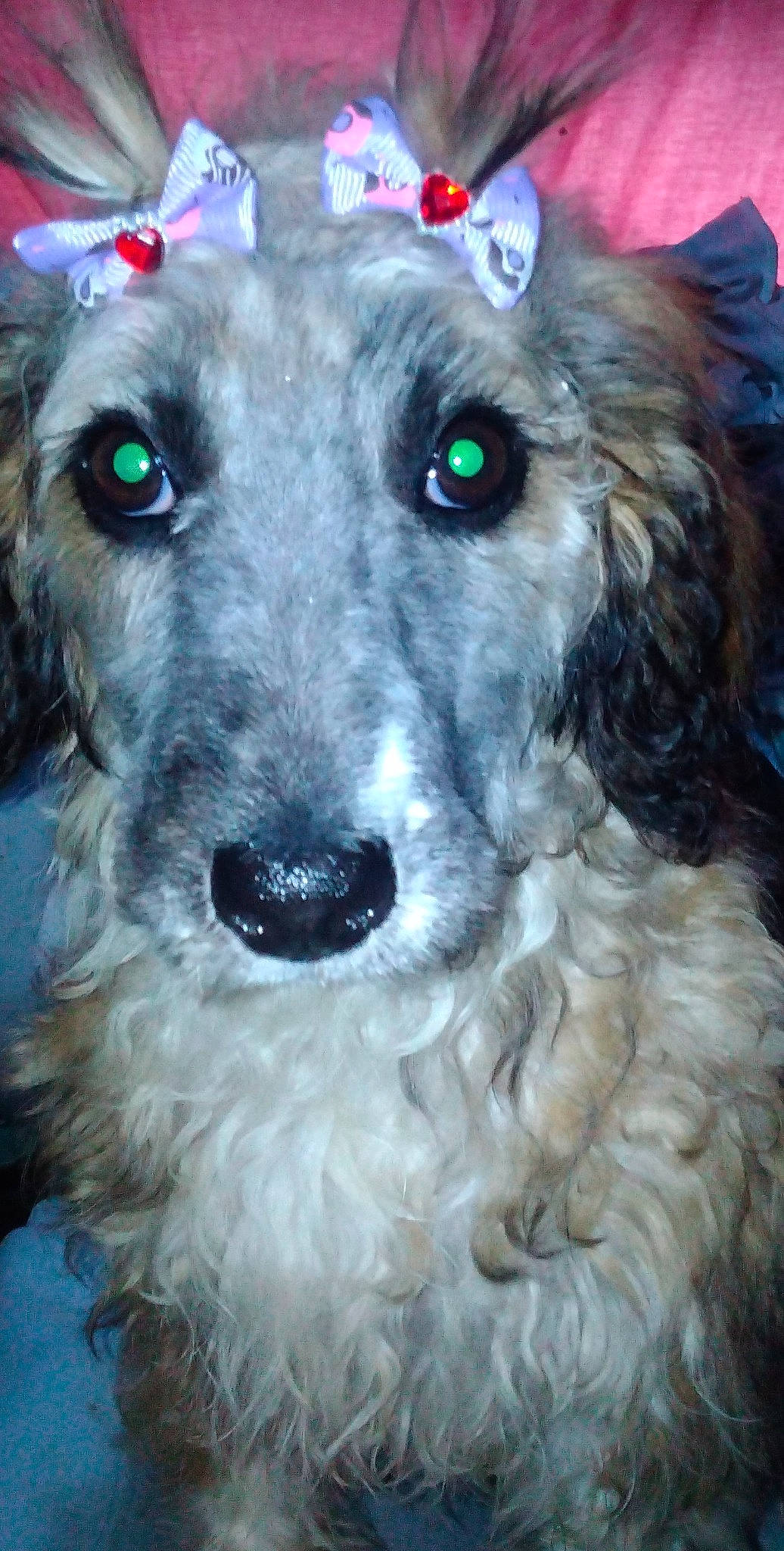 Amity Faith joined the competition — help win amazing prizes! art, canidae, carnivore, collar, companion_dog, dog, dog_breed, dog_collar, event, fur, snout, sporting_group, terrestrial_animal, whiskers, working_animal