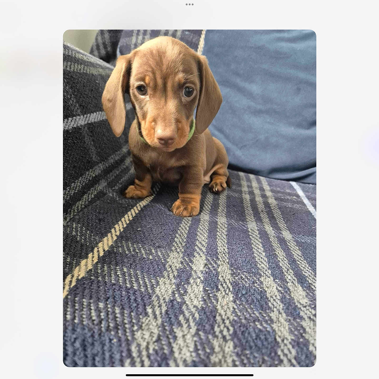 Murphy joined the competition — help win amazing prizes! accessories, animal, beagle, blanket, bulldog, canine, collar, couch, cushion, dog, furniture, homedecor, hound, labradorretriever, linen, mat, pet, pointer, puppy, snout