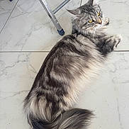 Zaya participe au concours pour gagner de l'argent avec cette photo : cat, gray_tabby, long_hair, floor, marble_floor, chair_leg, pet, indoor, animal, relaxed, curious, tail, whiskers, ears, feline, domestic_cat, laying_down, close_up, fur, yellow_eyes