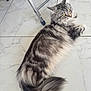 cat, gray_tabby, long_hair, floor, marble_floor, chair_leg, pet, indoor, animal, relaxed, curious, tail, whiskers, ears, feline, domestic_cat, laying_down, close_up, fur, yellow_eyes