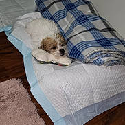 Missy joined the competition — help win amazing prizes! puppy, dog, sleeping, blanket, plush_toy, floor, wooden_floor, puppy_pad, indoor, resting, cozy, pet, small_dog, fur, sleepy, blue, white, brown, home, cute