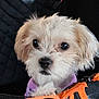 Missy is registered to the contest to win money with this photo: puppy, dog, pet, fluffy, cute, small_dog, animal, face, fur, ears, eyes, nose, paw, carrier, purple_clothing, closeup, portrait, indoor, curious, adorable