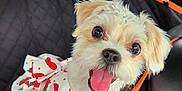 Missy joined the competition — help win amazing prizes! dog, puppy, car, car_seat, pet, cute, strawberry_pattern, white_fur, small_dog, happy, tongue_out, seatbelt, pet_clothing, indoor, vehicle, window, black_interior, orange_trim, pet_harness, smiling