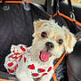 black_interior, car, car_seat, cute, dog, happy, indoor, orange_trim, pet, pet_clothing, pet_harness, puppy, seatbelt, small_dog, smiling, strawberry_pattern, tongue_out, vehicle, white_fur, window