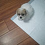 Missy is registered to the contest to win money with this photo: puppy, dog, floor, wooden_floor, training_pad, pet, small_dog, cute, fur, animal, indoor, looking_up, young_dog, white_fur, brown_fur, sitting, domestic_animal, companion, adorable, curious