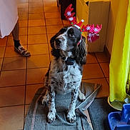 Cheyenne a rejoint le concours — aidez-le/la à gagner de superbes lots ! dog, antlers, indoor, tile_floor, rug, person_partial, heater, yellow_curtain, pet_bowl, home, decor, brown_white_fur, festive, holiday, domestic, waiting, canine, companion, floor, animal