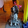 dog, antlers, indoor, tile_floor, rug, person_partial, heater, yellow_curtain, pet_bowl, home, decor, brown_white_fur, festive, holiday, domestic, waiting, canine, companion, floor, animal