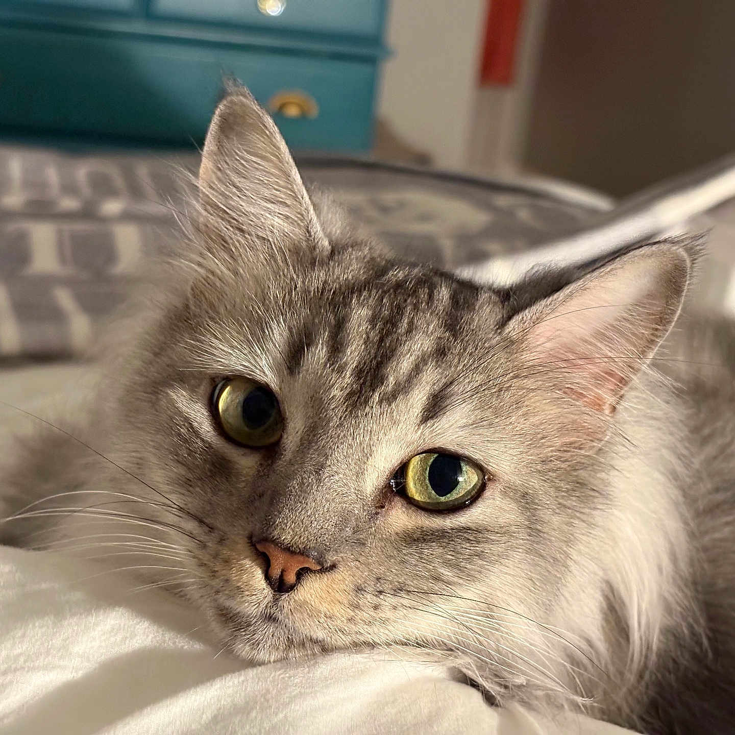 Cuddles joined the competition — help win amazing prizes! abyssinian, angora, animal, bed, bedroom, blanket, cat, couch, cushion, drawer, furniture, gray, homedecor, indoors, kitten, linen, manx, pet, quilt, room