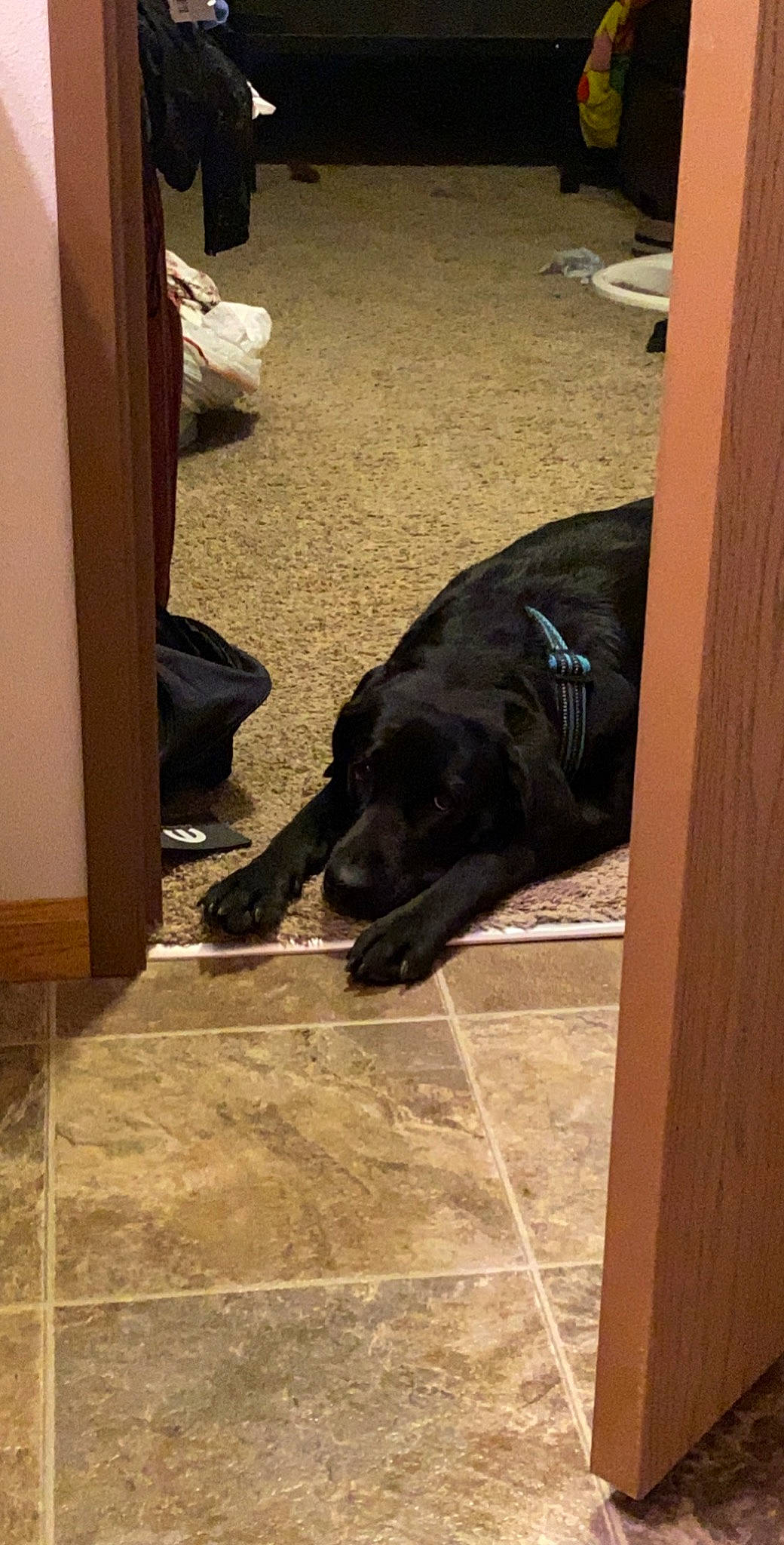 Gypsy joined the competition — help win amazing prizes! canidae, carnivore, comfort, companion_dog, dog, dog_breed, floor, flooring, fur, hardwood, labrador_retriever, mammal, plywood, snout, sporting_group, tile, tile_flooring, wood, wood_stain, working_animal