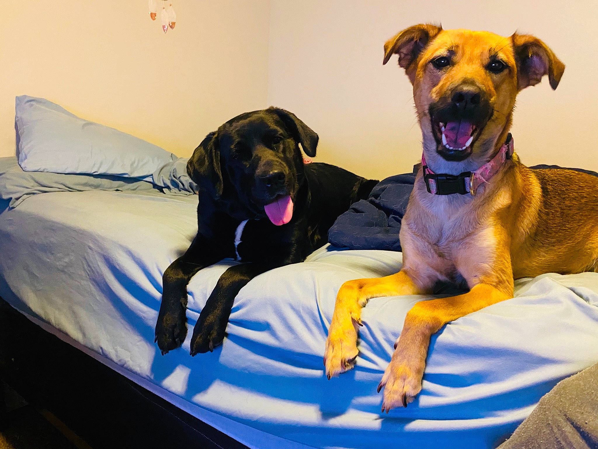 Gypsy joined the competition — help win amazing prizes! bed, bedding, canidae, carnivore, collar, comfort, companion_dog, dog, dog_breed, dog_supply, fawn, linens, mammal, pet_supply, snout, sporting_group, whiskers, working_animal, working_dog, yellow