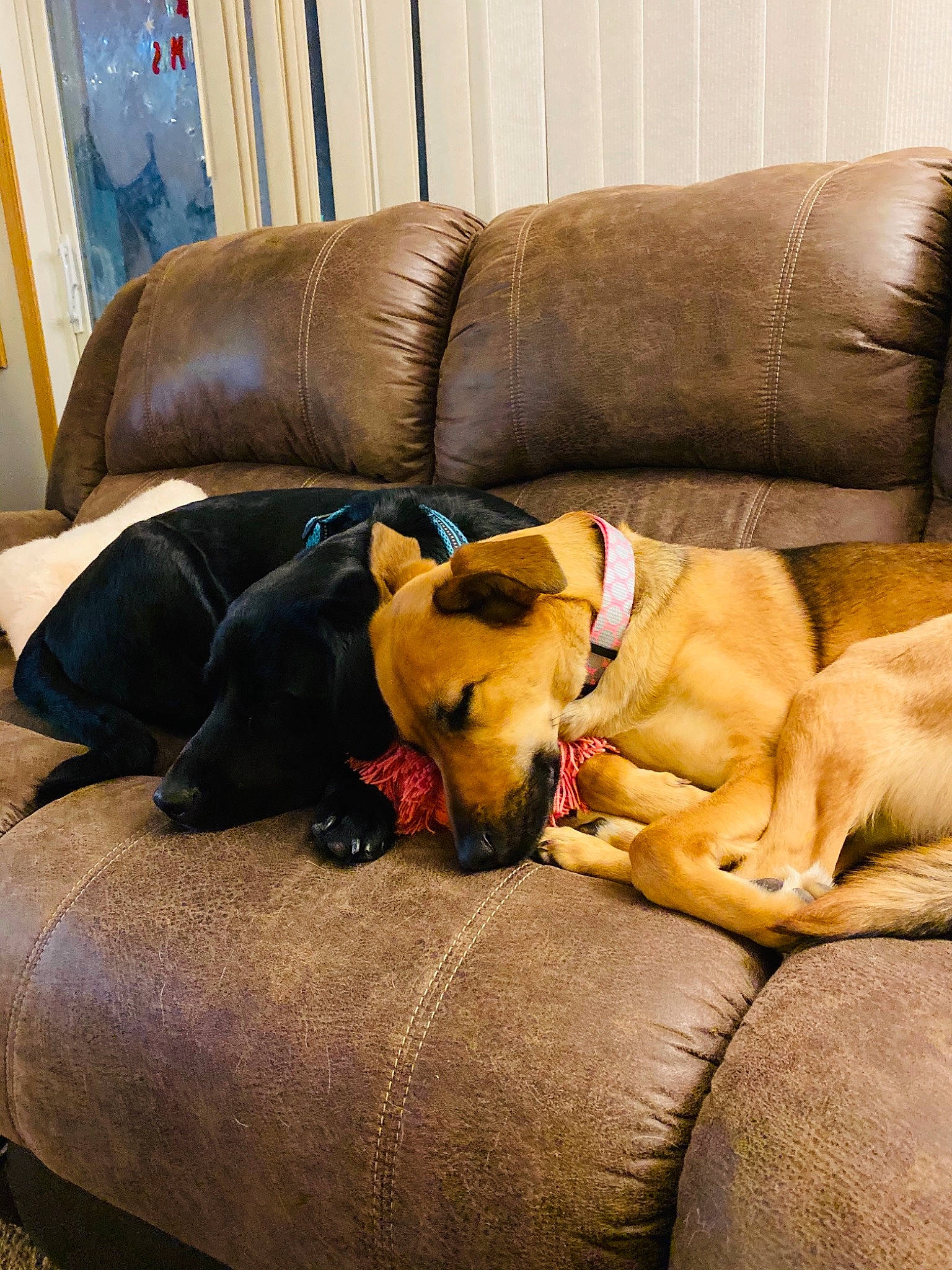 Boopins is registered to the contest to win money with this photo: canidae, carnivore, comfort, companion_dog, couch, dog, dog_breed, dog_supply, interior_design, living_room, pet_supply, snout, sporting_group, working_animal, working_dog