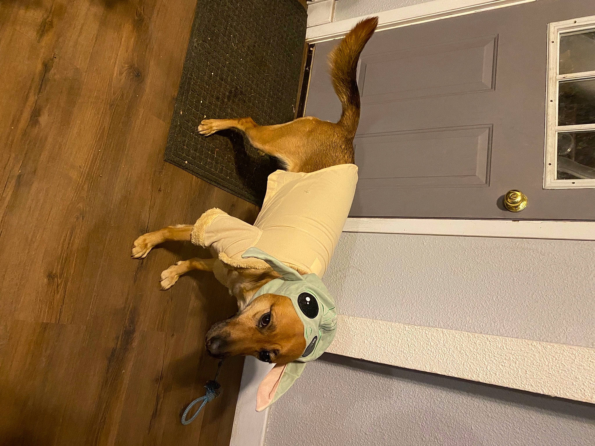 Boopins joined the competition — help win amazing prizes! antelope, canidae, carnivore, companion_dog, dog, dog_breed, dog_supply, fawn, non_sporting_group, paw, shadow, snout, sporting_group, tail, terrestrial_animal