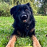 dog, grass, outdoor, nature, greenery, pet, canine, playful, tongue_out, leaf, weeping_willow, tree, fur, collar, animal, closeup, portrait, summer, daylight, field