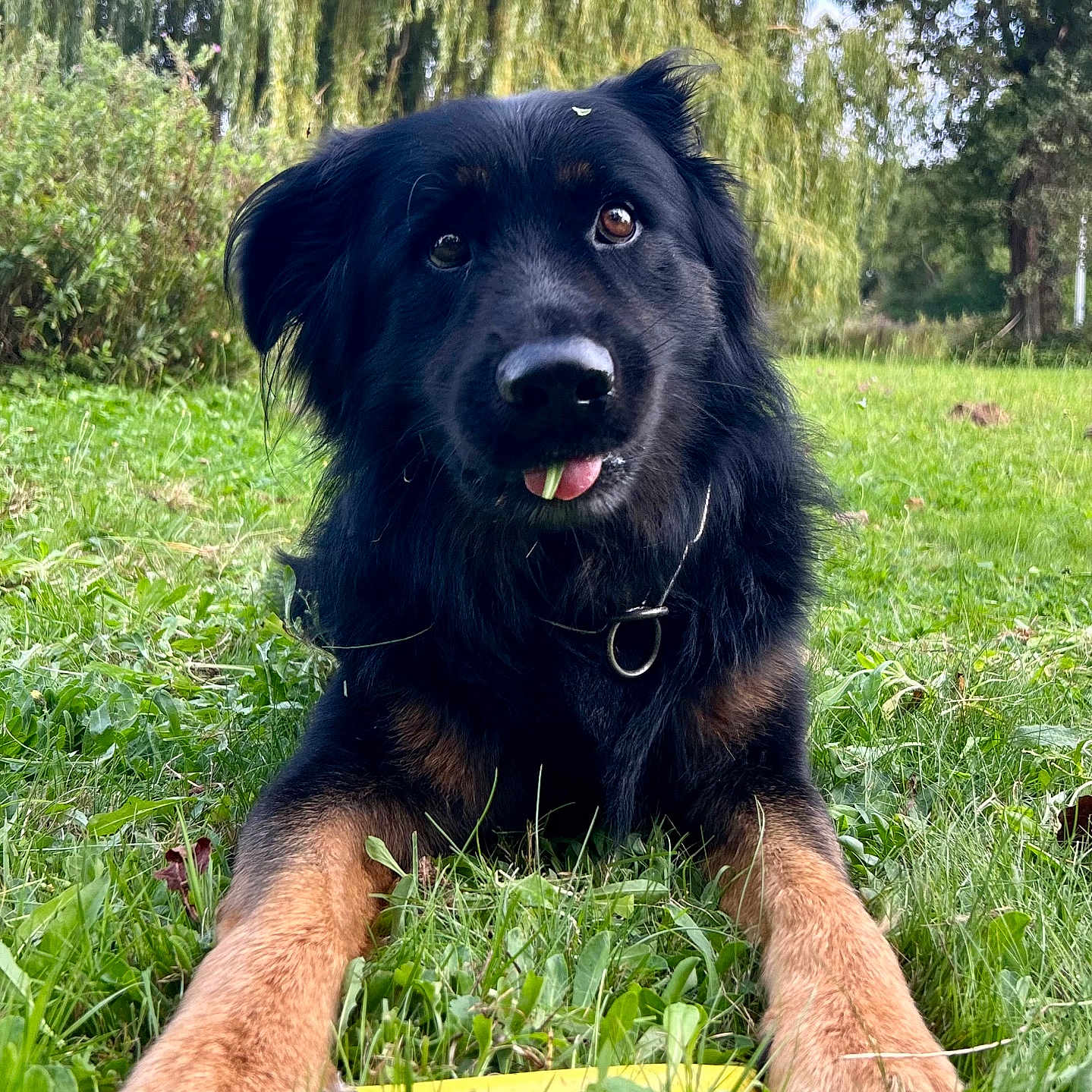 Marley a rejoint le concours — aidez-le/la à gagner de superbes lots ! dog, grass, outdoor, nature, greenery, pet, canine, playful, tongue_out, leaf, weeping_willow, tree, fur, collar, animal, closeup, portrait, summer, daylight, field