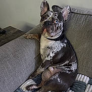 Armani joined the competition — help win amazing prizes! dog, french_bulldog, merle, pet, canine, sitting, couch, blanket, indoor, furniture, looking, ears, collar, paw, fur, animal, side_view, domestic, relaxed, portrait