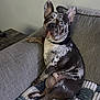 dog, french_bulldog, merle, pet, canine, sitting, couch, blanket, indoor, furniture, looking, ears, collar, paw, fur, animal, side_view, domestic, relaxed, portrait