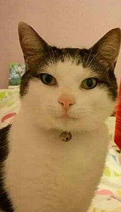 Mikado participe au concours pour gagner de l'argent avec cette photo : aegean_cat, american_wirehair, cat, cat_like_mammal, domestic_short_haired_cat, european_shorthair, eye, face, fauna, fur, headwear, kitten, nose, person, small_to_medium_sized_cats, snout, whiskers