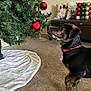 animal, black, brown, carpet, christmas_ornaments, christmas_tree, curious, decorations, dog, festive, furniture, holiday, holiday_decor, houseplant, indoor, living_room, orange_collar, pet, pillow, tree_skirt