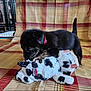 Cash is registered to the contest to win money with this photo: animal, black_dog, blanket, cat_toy, cute, dog, domestic, furry, indoor, paw, pet, plaid, playful, plush_toy, puppy, red_collar, small, sniffing, toy, young_dog