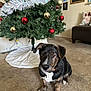 brindle_coat, brown_dog, carpet, christmas_tree, couch, decorations, dog, family_photo, festive, holiday, holiday_decor, home, indoor, living_room, ornaments, pet, pillow, sitting, tinsel, wall_photos