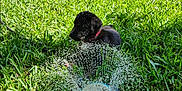 Cash is registered to the contest to win money with this photo: animal, black_dog, collar, daytime, dog, garden, grass, greenery, lawn, nature, outdoor, pet, playful, puppy, sprinkler, summer, sunny, water, water_spray, yard