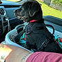 Cash is registered to the contest to win money with this photo: dog, puppy, harness, laundry_basket, car_interior, window, greenery, sunlight, tattoo, arm, seat, blanket, red_collar, black_fur, side_view, daylight, relaxing, pet, domestic_animal, human