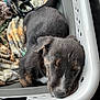 Cash joined the competition — help win amazing prizes! puppy, dog, sleeping, basket, blanket, cozy, resting, pet, cute, fur, black_fur, brown_markings, white_markings, indoors, closeup, animal, young_dog, canine, relaxing, snug