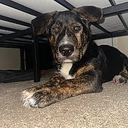 Cash joined the competition — help win amazing prizes! puppy, dog, brindle, carpet, bed_frame, indoor, pet, young_dog, animal, canine, resting, curious, ears, paws, fur, lying_down, close_up, household, domestic_animal, floor