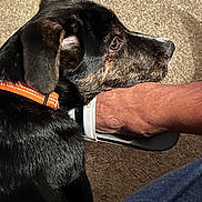 Cash is registered to the contest to win money with this photo: dog, black_dog, orange_collar, carpet, foot, sandal, indoor, pet, animal, side_profile, brown_markings, fur, close_up, resting, human, leg, casual, floor, attention, companion